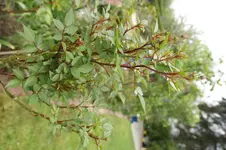DSC02746.webp