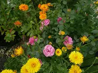 6276.webp