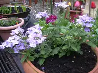 2.5.2010 003.webp