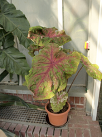Caladium3.webp