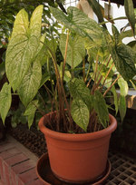 Caladium.webp
