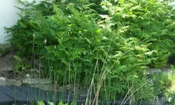 DSCF7741.webp