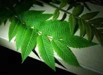 baum 1.webp