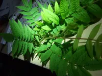 baum 2.webp