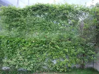 002.webp
