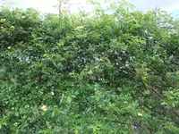 003.webp