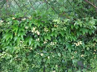 005.webp
