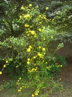 CIMG9346.webp
