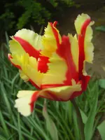 CIMG9330.webp