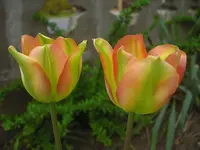 CIMG9327.webp