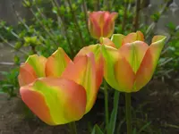CIMG9342.webp