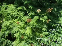 baum 4.webp