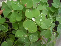 CIMG9309.webp