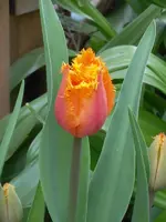 SDC10833.webp