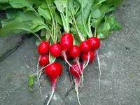SDC10874.webp