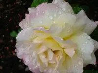 gloriadei.webp