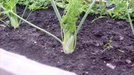 1.Mai 2010 (19).webp