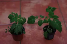 IMGP9238.webp