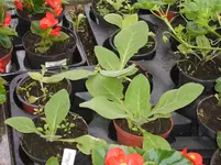 Garten 022.webp