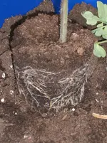 Garten 024.webp