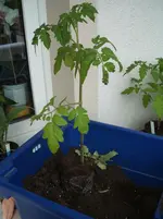 Garten 025.webp