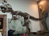 t-rex.webp