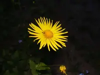 was_blume3.webp