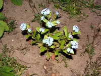 was_blume4.webp