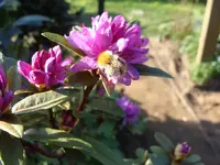 Hummel1.webp