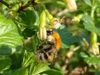 Hummel2.webp