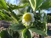 erdbeere1.webp