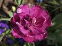 lilaTulpe.webp