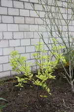 IMG_1296.webp