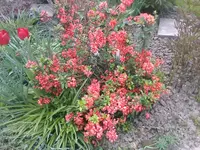 Chinaquitte - 01.05.2010.webp