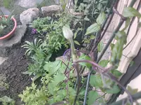 erste Blüte Clematis - 01.05.2010.webp