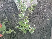Millionen Weigelie - 01.05.2010.webp