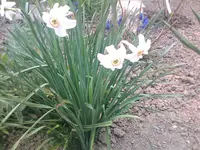 Narzissen - 01.05.2010.webp