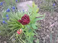 Tulpe dunkelrot - 01.05.2010.webp
