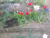 Tulpen gefüllt-01.05.2010.webp