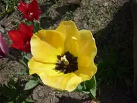 k-P1010648.webp