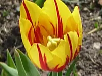 k-P1010650.webp