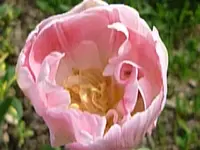 k-P1010653.webp