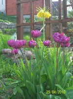100_2423.webp