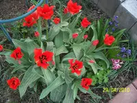 100_2425.webp