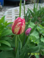 100_2433.webp