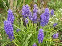 100_2436.webp