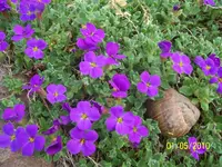 100_2437.webp