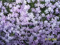 100_2438.webp