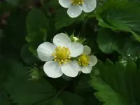 erdbeere.webp