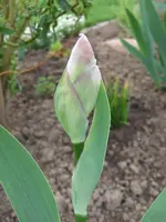 iris.webp